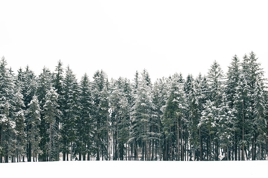 trees, winter, forest, evergreen, snow, nature, white, plant HD wallpaper