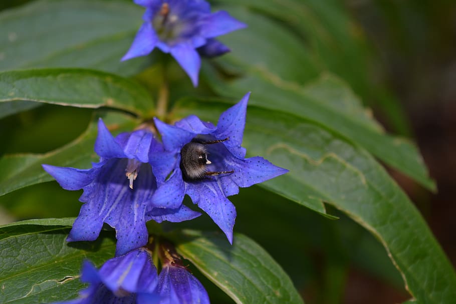 flower, flora, nature, bloom, blue, petals, plant part, leaf HD wallpaper