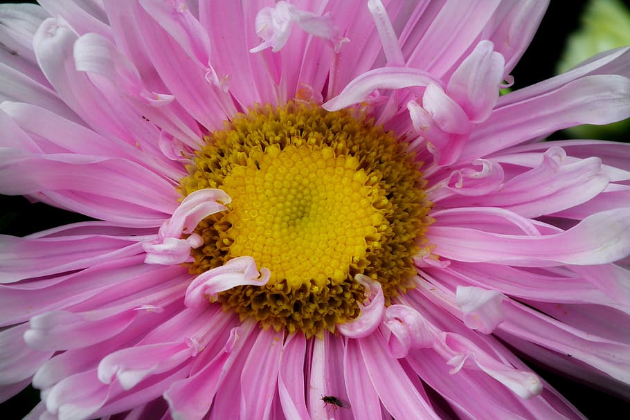 flower, aster, pink, garden, nature, summer, the petals, closeup HD wallpaper