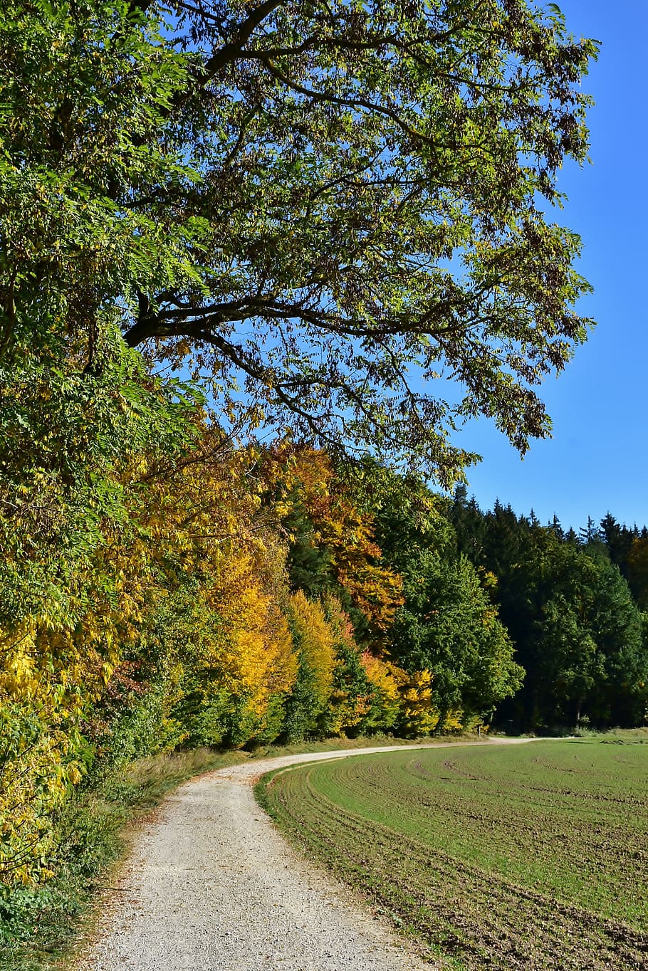 leaves, deciduous tree, autumn, forest, nature, fall foliage HD wallpaper