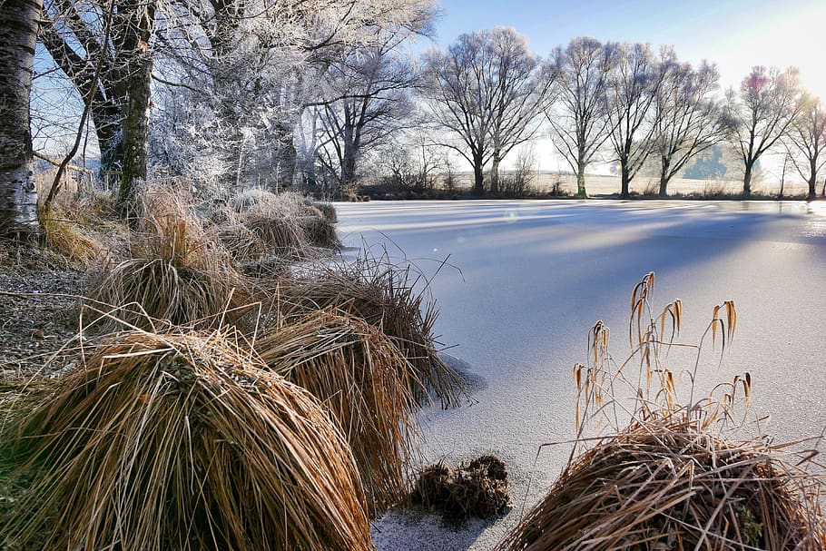 landscape, tree, nature, winter, snow, grass, ice, frozen, snow landscape HD wallpaper