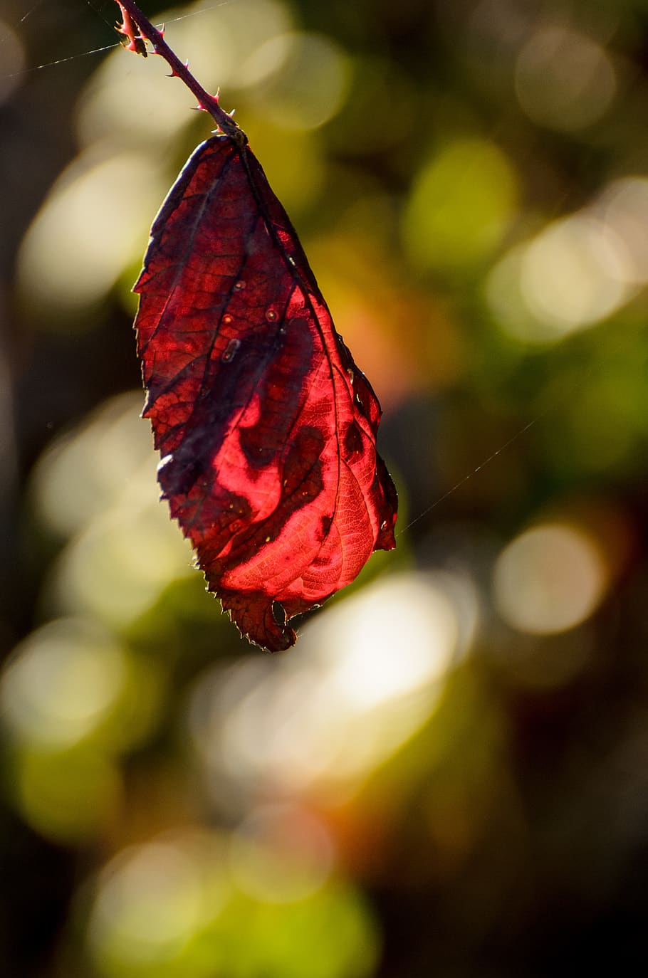 leaf, closeup, macro, red, glow, glowing, sunlight, fall, autumn HD wallpaper