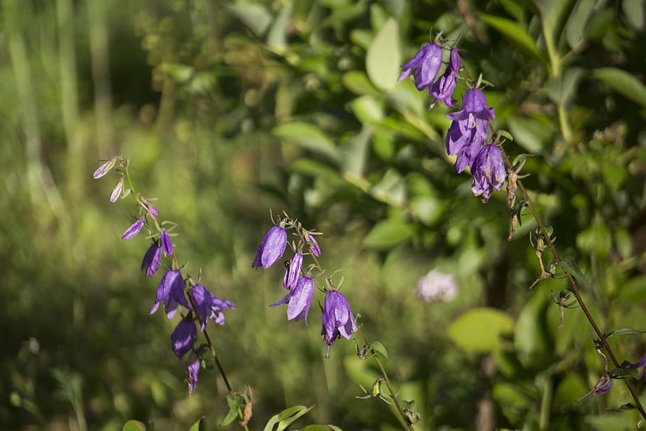 ringtones, summer, violet, bells, flowers, flowering, cup, nature HD wallpaper