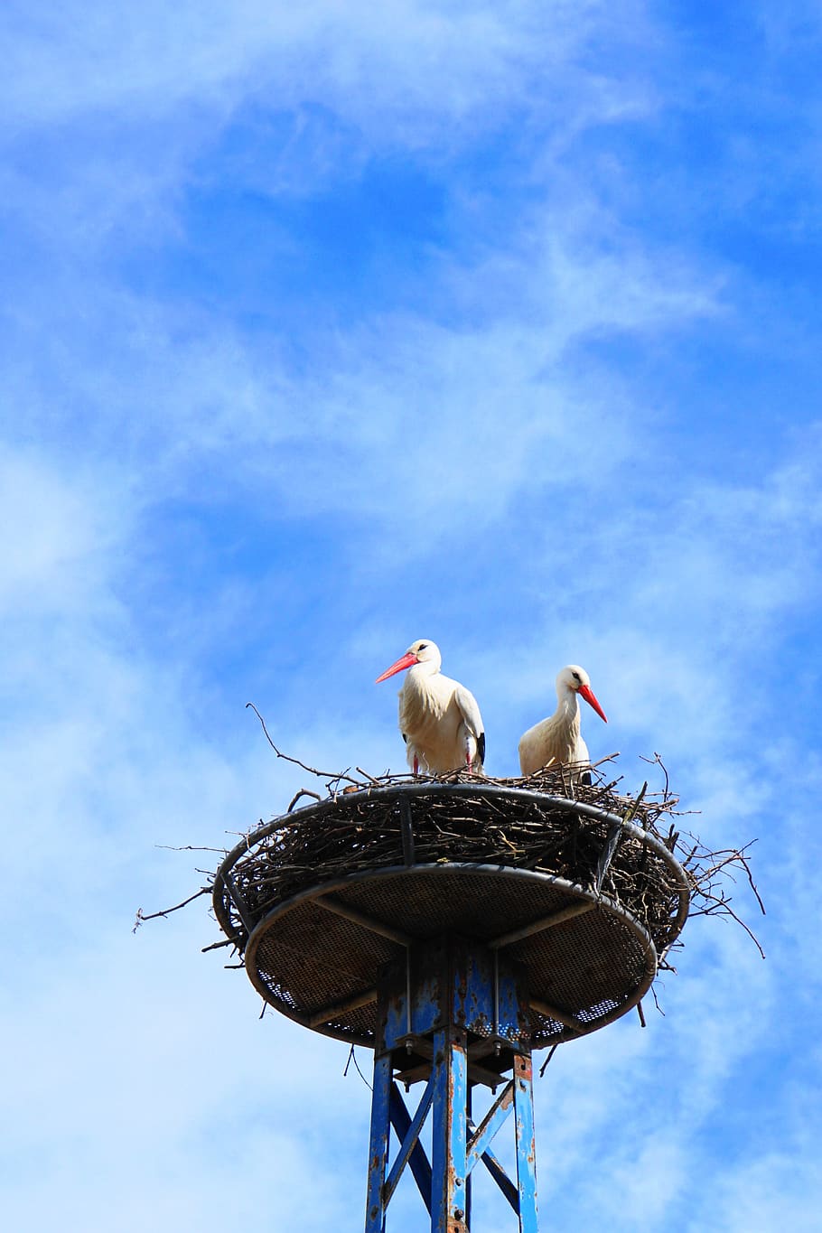 storks, birds, nest, sky, clouds, rattle stork, nature, animal world HD wallpaper