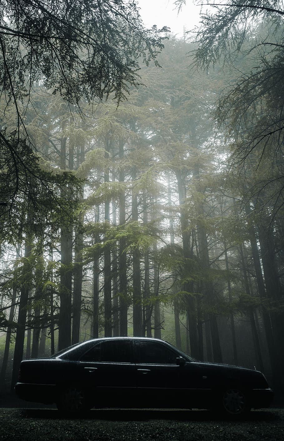 black sedan beside trees, plant, mode of transportation, car HD wallpaper