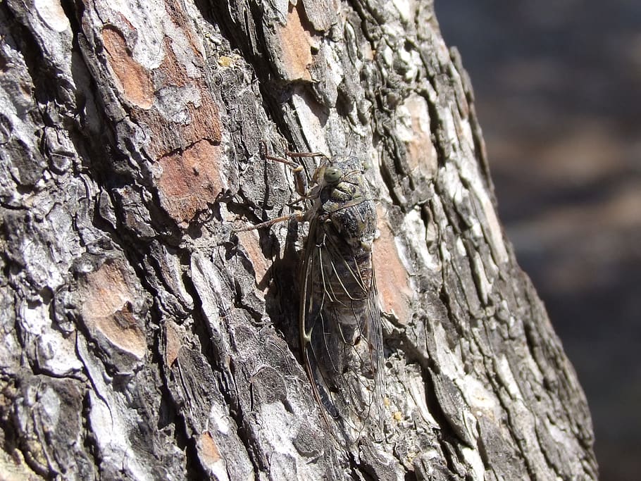 insect, tree, close up, tree trunk, textured, close-up, rough HD wallpaper