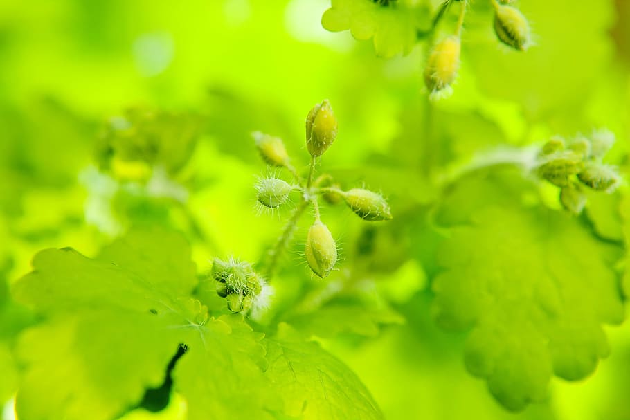sprout, growing, plant, green, sprouts, fresh, young, spring HD wallpaper