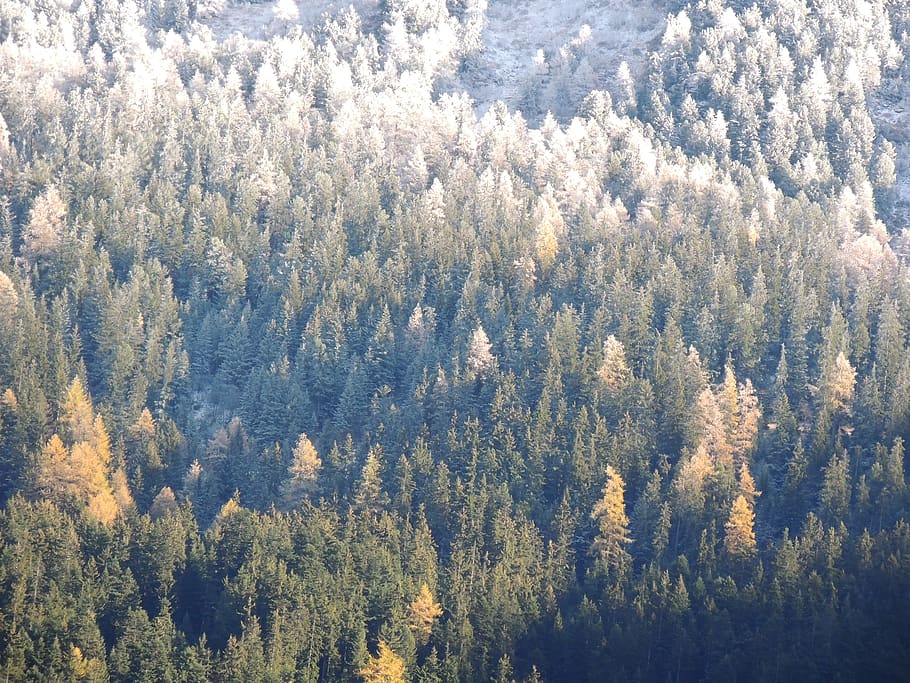 france, modane, winter, automn, trees, mountain, fall, forest HD wallpaper