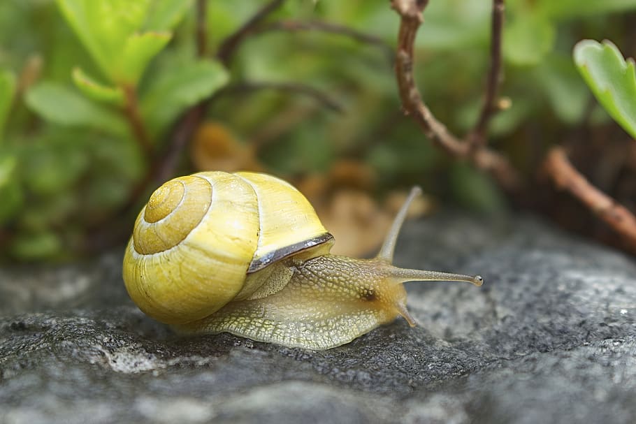 snail, cottage, shell, spiral, animal, molluscs, beige, probe HD wallpaper