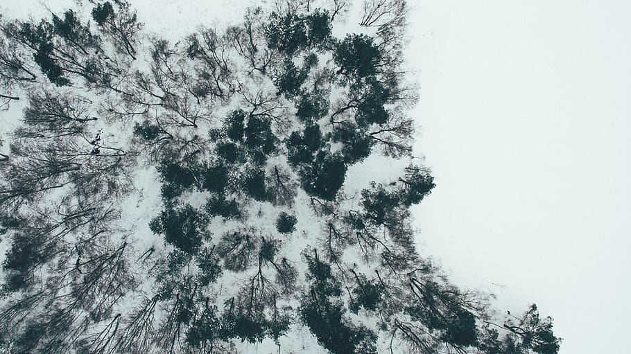 tree, plant, nature, abies, fir, snow, biskopsgården, svarte mosse HD wallpaper