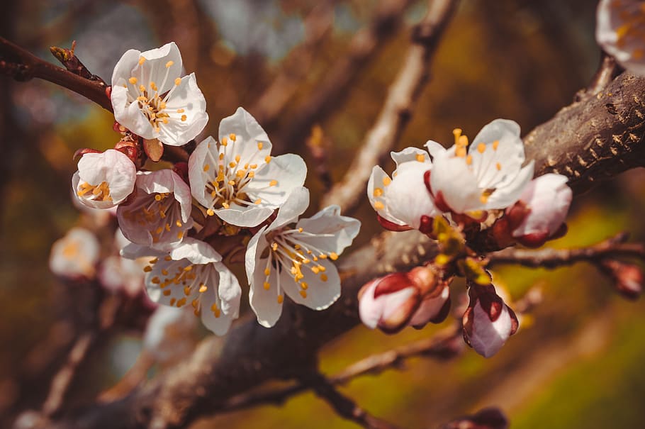 Tilt-shift Lens Photo of White Flowers, blooming, branch, bud HD wallpaper