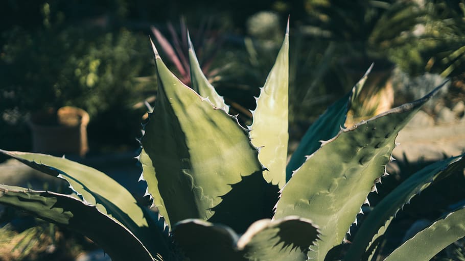 green spiky plant, aloe, vegetation, nature, flower, cactuses HD wallpaper