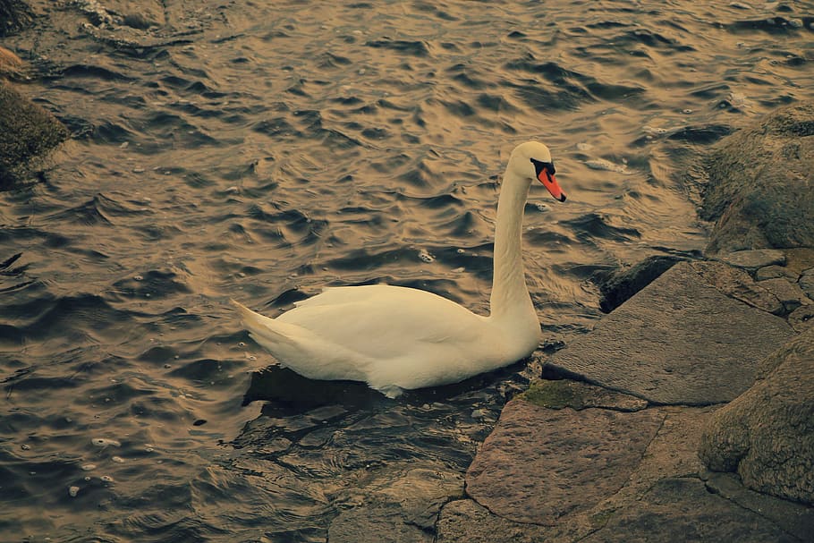 denmark, copenhagen, animal wildlife, animals in the wild, animal themes HD wallpaper