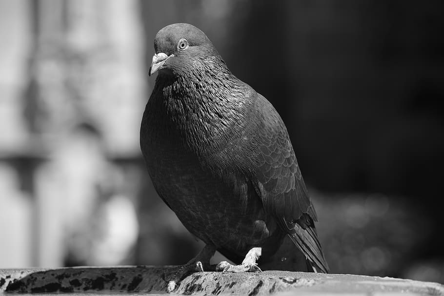 paloma, white, black, animals, birds, wings, dom, feathers HD wallpaper