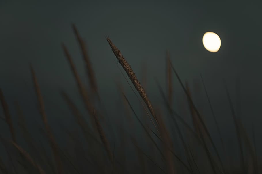 selective focus photograph of wheat, moon, night, shadow, grass HD wallpaper