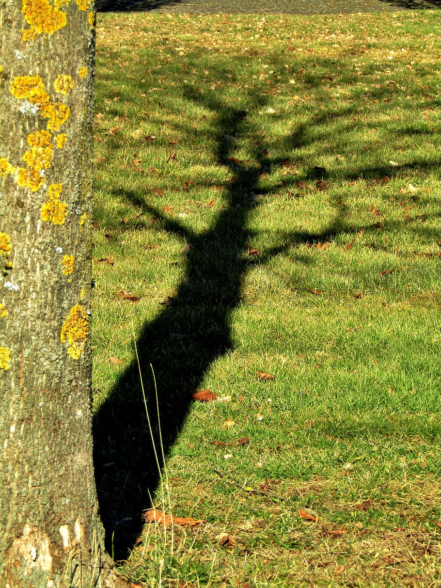 shadow, tree, rush, silhouette, nature, meadow, mystical, lighting HD wallpaper