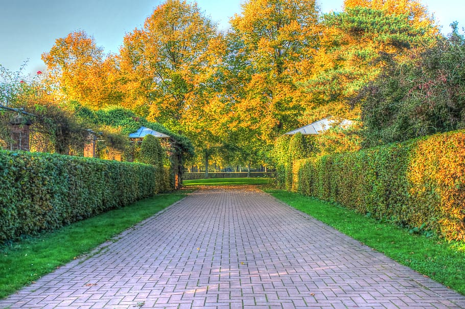 autumn, leaves, trees, background, october, hdr, away, plant, HD wallpaper