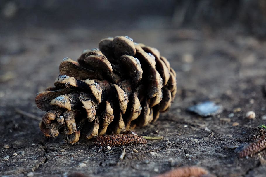 pinecone, tree, ground, natural, earthy, forest, dirty, close-up, HD wallpaper