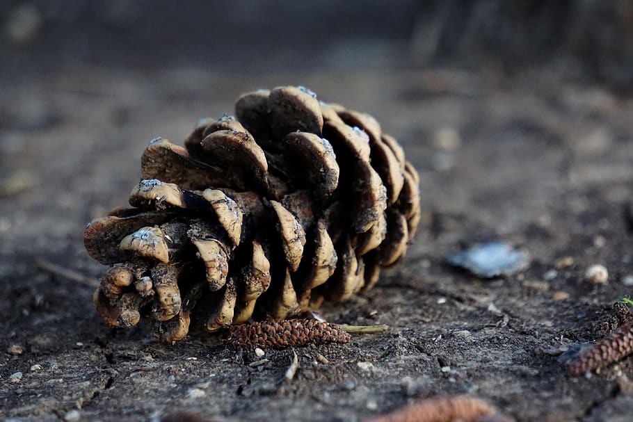 pinecone, tree, ground, natural, earthy, forest, dirty, close-up HD wallpaper