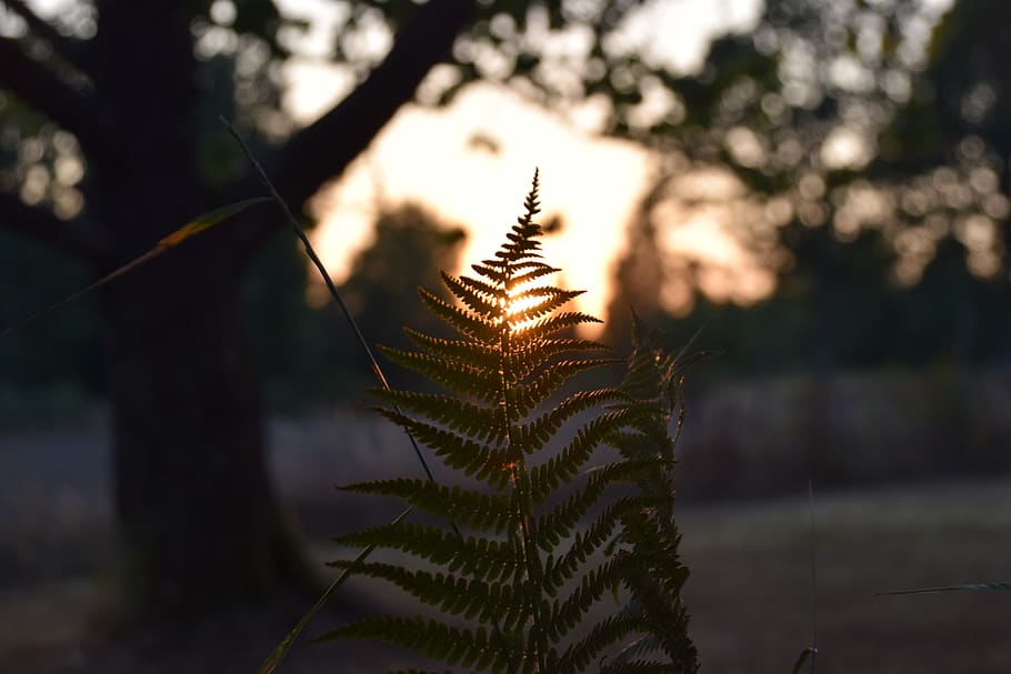 fern, sunset, evening, field, nature, plant, landscape, tree HD wallpaper