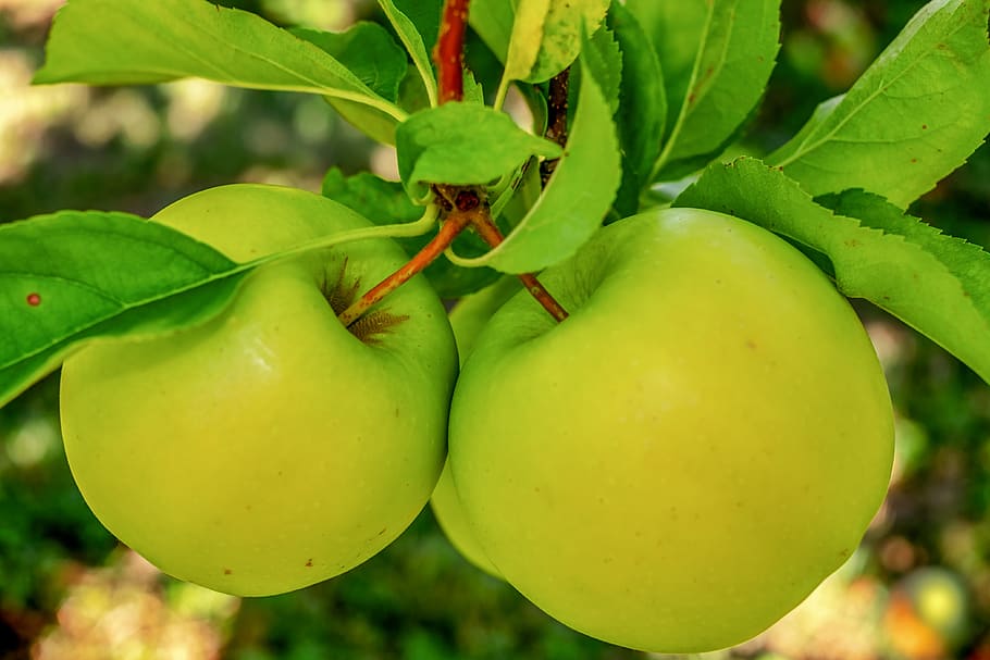 apple, green apple, fruit, kernobstgewaechs, healthy, vitamins HD wallpaper