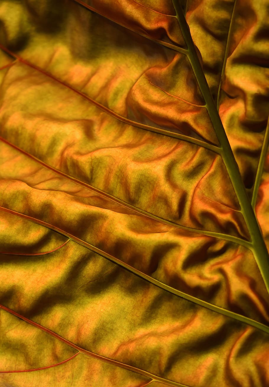 australia, cairns north, backlit leaf, foliage, tropical leaf HD wallpaper