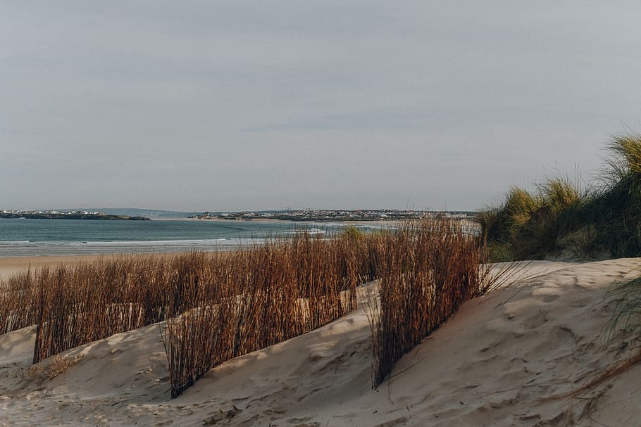 seashore with grass under gray sky, soil, sand, outdoors, nature HD wallpaper