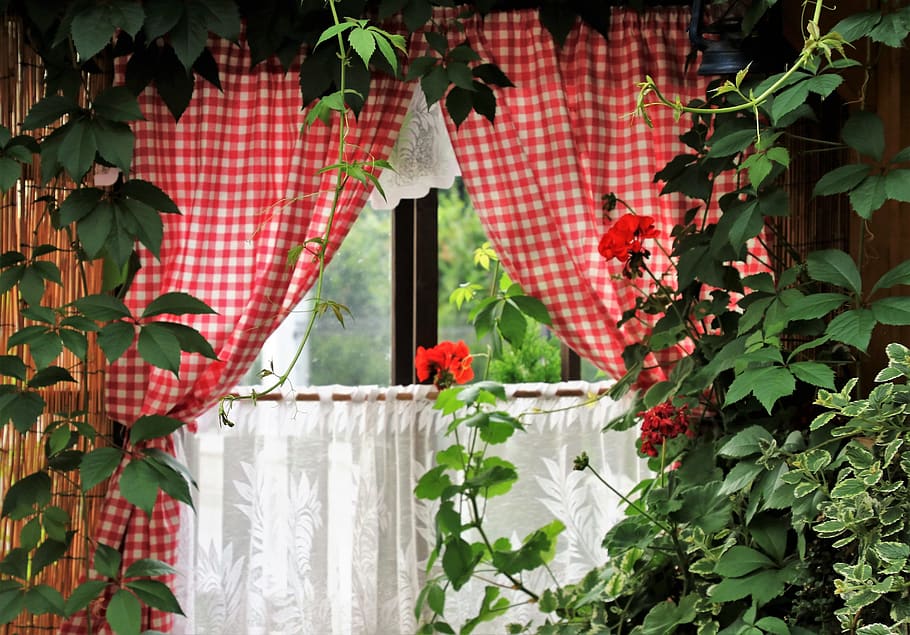 window, pane, foliage, overgrown, wrastający, in the house HD wallpaper