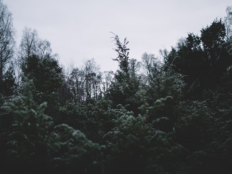 dark, trees, plant, nature, forest, travel, tranquility, no people HD wallpaper