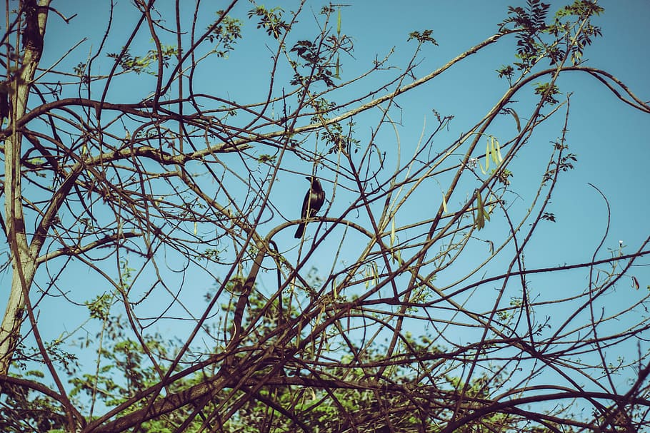 Crow on Tree Branch, bird, birds, blue, blue sky, branches, cherry, HD wallpaper