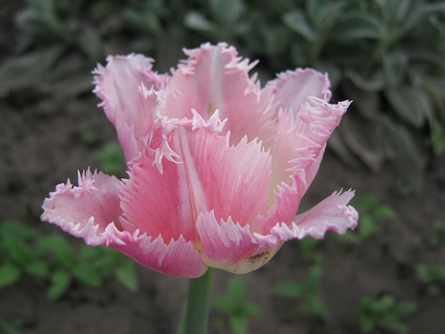 spring, pink, flowers, tulip, bloom, garden, nature, flora HD wallpaper