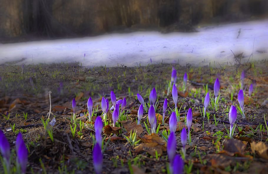 flowers, snow, mountain, spring, nature, plant, bloom, blossom HD wallpaper
