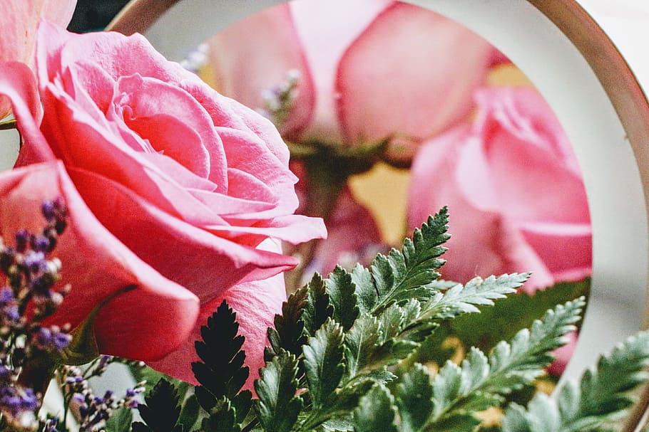 Pink Rose in Bloom Close-up Photo, blossom, flora, flower, petals HD wallpaper