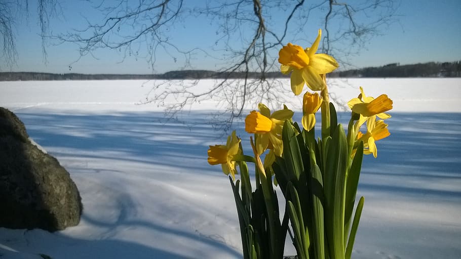 narcissus, easter, snow, yellow, plant, flower, beauty in nature HD wallpaper