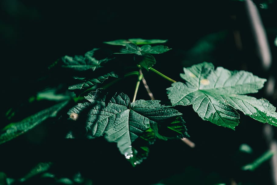 germany, weingarten, mood, wallpaper, green, forest, grass HD wallpaper