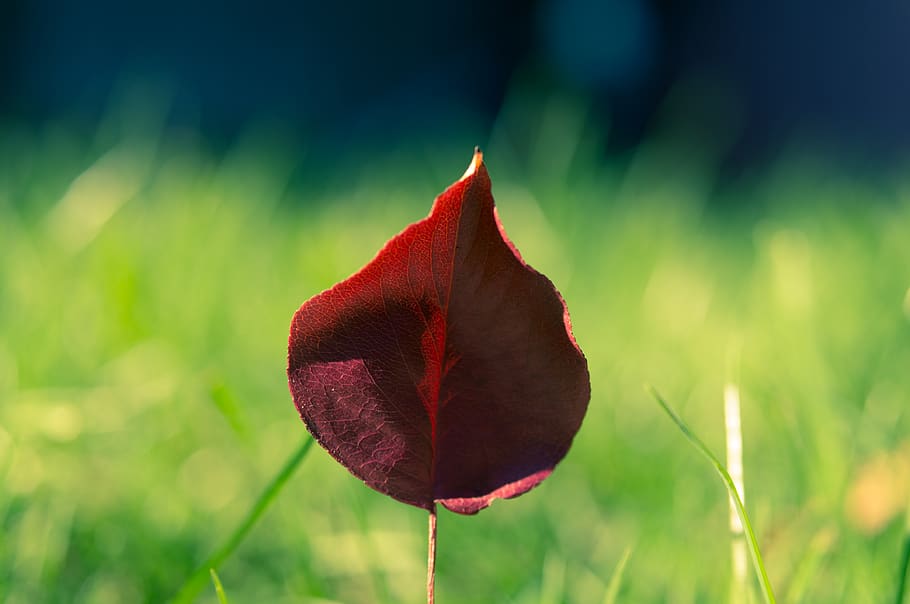 Red Petal Flower Selective Focus Photography, close-up, colour HD wallpaper