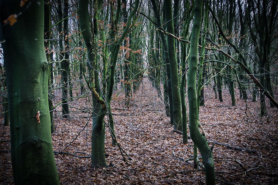 wood, trees, forest, nature, plant, land, growth, tranquility HD wallpaper