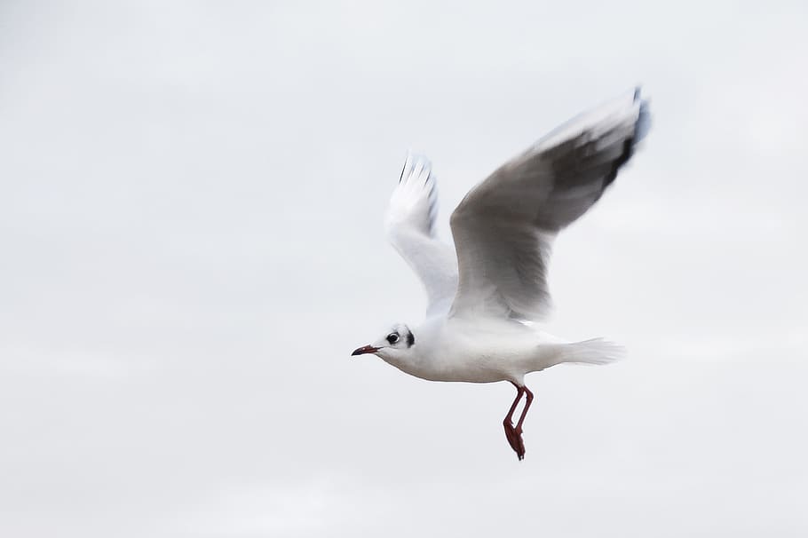flying white bird on air, animal, seagull, beak, seagull flying HD wallpaper
