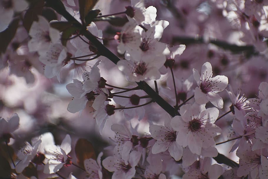 White Flowers, beautiful, blooming, branch, cherry, cherry blossoms HD wallpaper