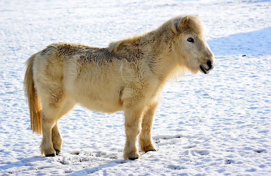pony, winter, snow, cold, wuschelig, animal, animal themes HD wallpaper