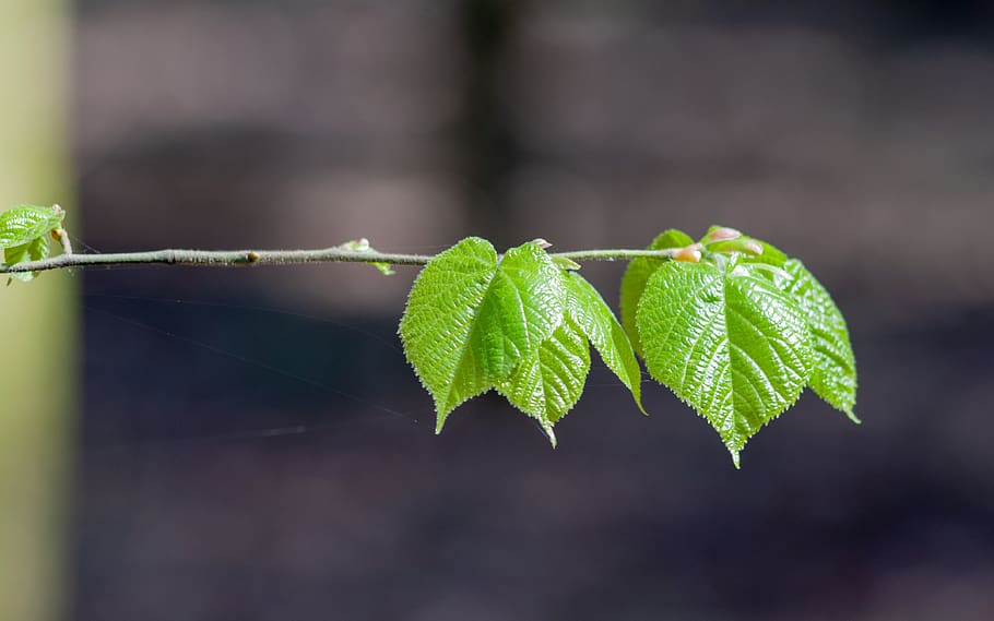 foliage, green, leaf, branch, the stem, cobweb, nature, biology HD wallpaper