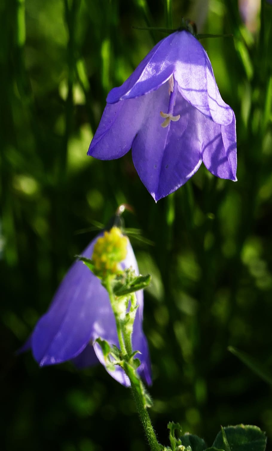 nature, landscape, acker bell flower, wild, blue violet, light HD wallpaper