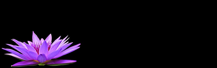 lily, water, fresh, flower, nature, fragrance, garden, blooming HD wallpaper