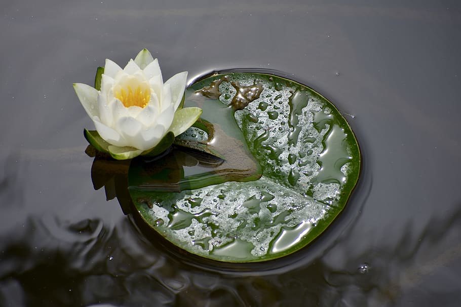 pond, lily, bloom, flower, nature, water, plant, lotus, lily pad HD wallpaper
