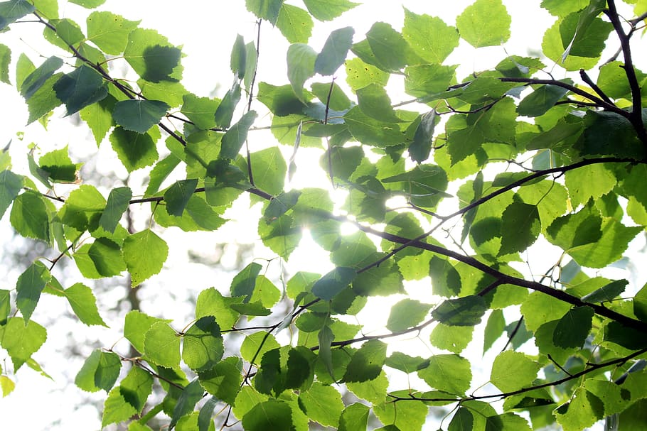 summer, leaf, foliage, green, nature, tree, plant part, growth HD wallpaper