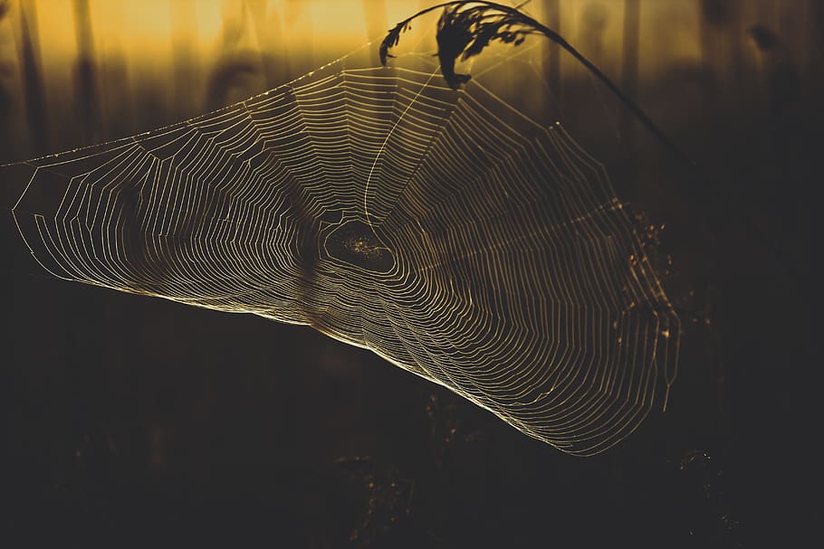 white spider web view, animal, fish, droplet, invertebrate, arachnid HD wallpaper