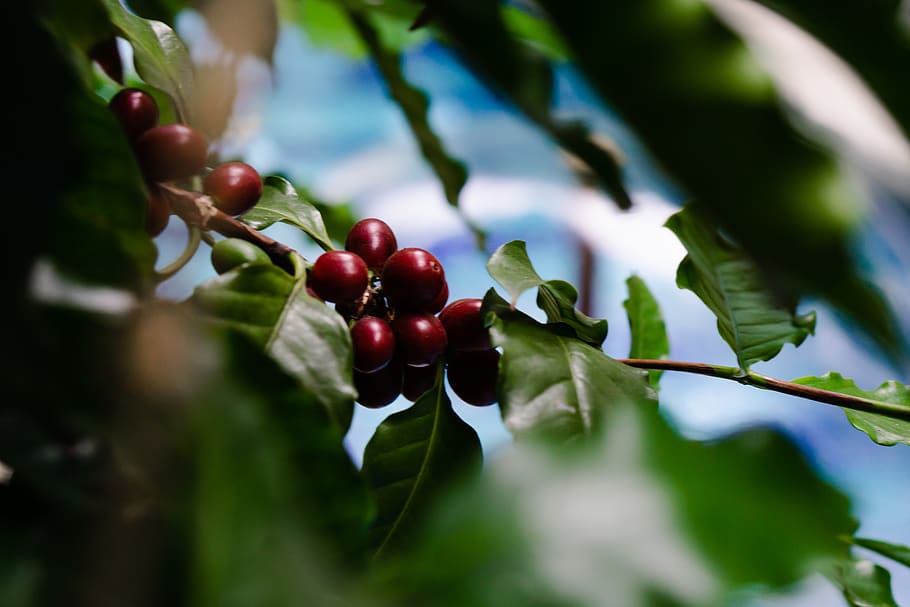 plant, fruit, food, cherry, plants, cherries, green, red, plum HD wallpaper
