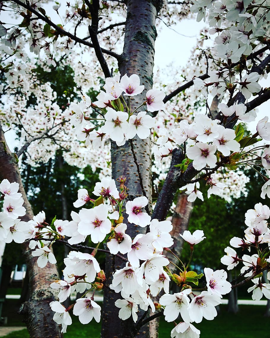 White Petaled Flowering Tree, beautiful, bloom, blooming, blossom HD wallpaper