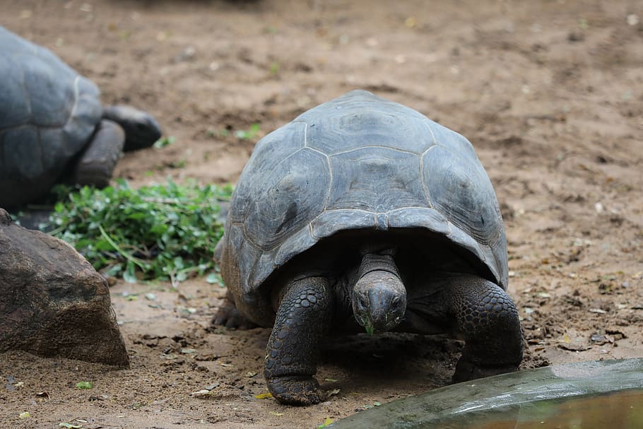 tortoise, sand, grass, turtle, animal themes, animal wildlife, HD wallpaper