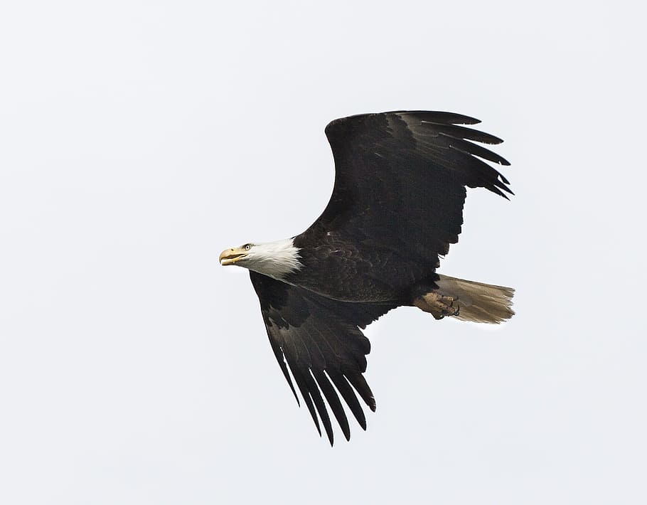 eagle, bald, animal, wild, nature, flying, animal wildlife HD wallpaper